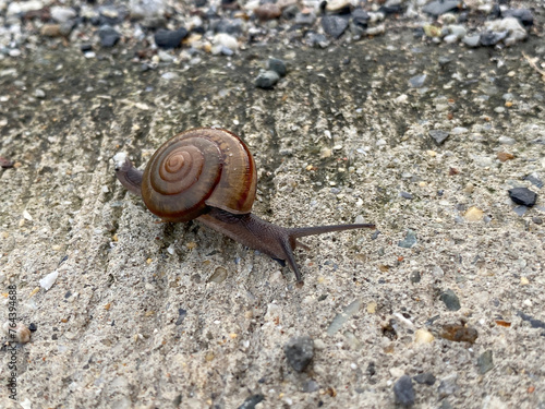 snail on a concrete pavement