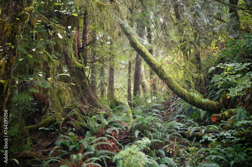 Rays of sunshine peak through the dense rain forest on Vancouver Island, British Columbia, Canada photo