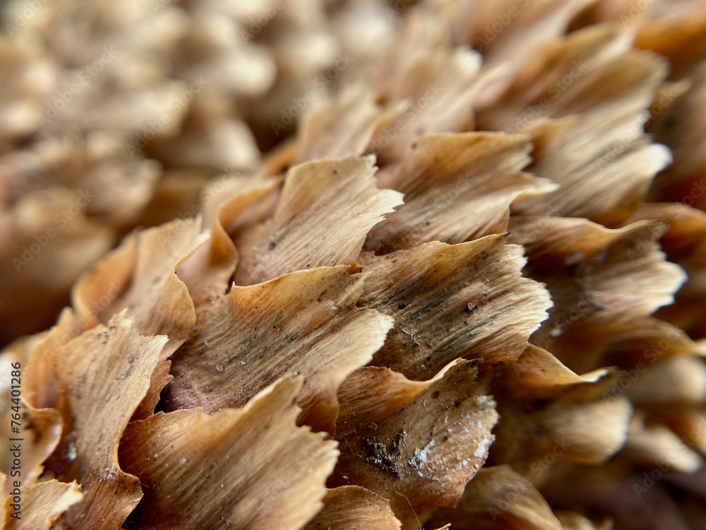 Close-up shot of the surface of pine cones Close-up shot of the surface of pine cones