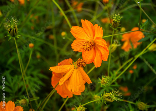 orange flower