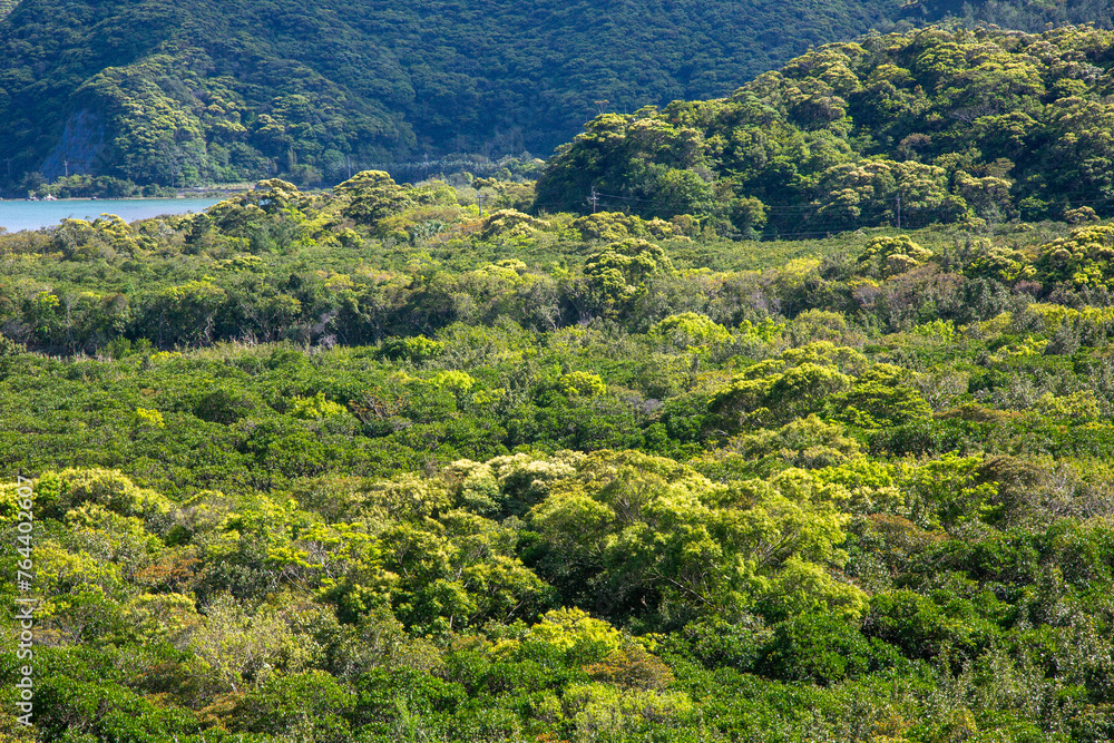 Obraz premium 奄美の春、新緑