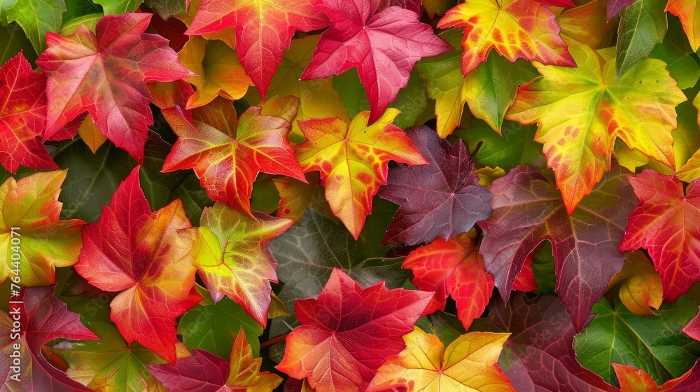 A close-up image captures the stunning colors of a Boston Ivi plant during autumn, with shades