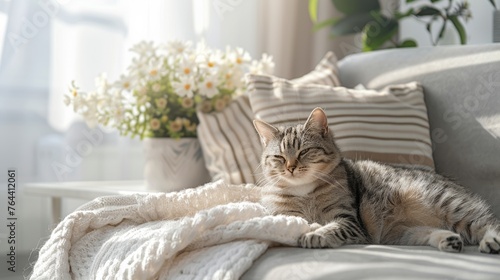 Tabby cat basking in the sunlight on a cozy sofa with white knitted blanket and flowers