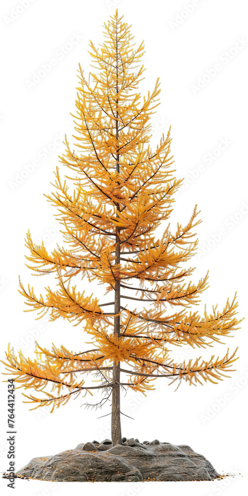 Fototapeta premium larch tall tree isolated on white