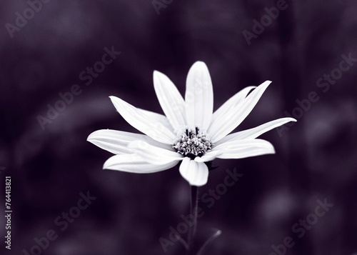 Fototapeta Naklejka Na Ścianę i Meble -  white flower on black background