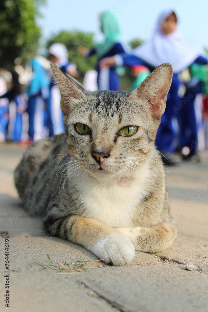 A cat is resting on the school field, behind it are school children playing sports A cat is resting on the school field, behind it are school children playing sports