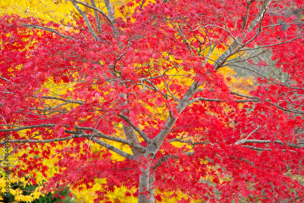 紅葉 紅葉