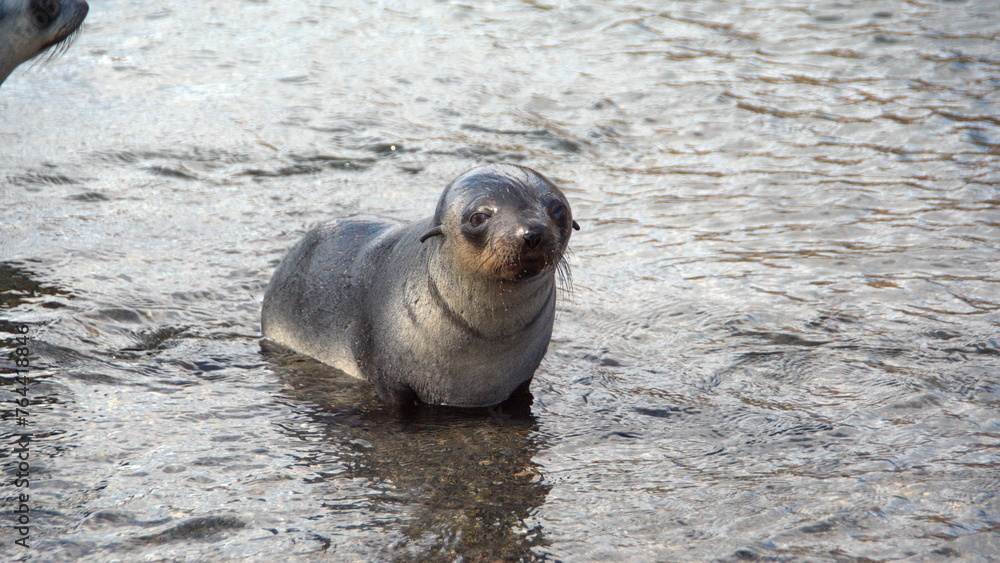 Fototapeta premium Antarctic fur seal (Arctocephalus gazella) in the water near the beach at the old whaling station on Stromness, South Georgia Island