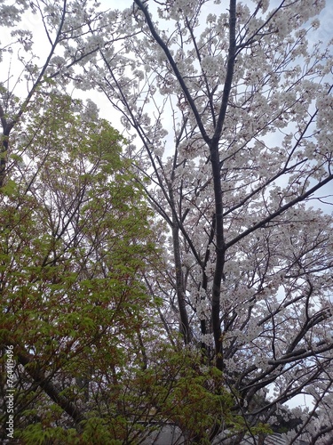 日本の田舎の山にさく桜