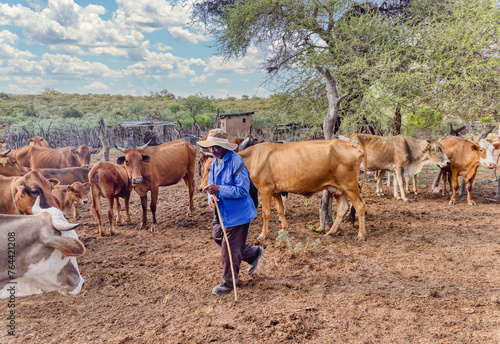 african old man with his cows in the kraal, village in south africa © poco_bw