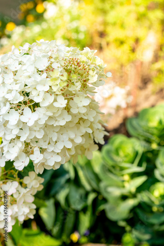 White hydrangea in the summer garden