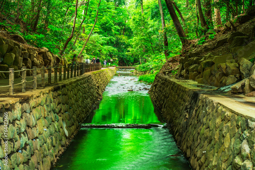 等々力渓谷公園の美しい新緑【東京都・世田谷区】　
Beautiful fresh greenery spreading in Todoroki Valley - Tokyo, Japan