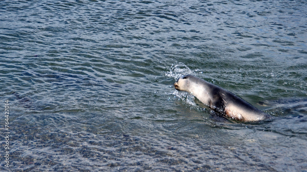 Fototapeta premium Antarctic fur seal (Arctocephalus gazella) swimming near the beach at the old whaling station on Stromness, South Georgia Island