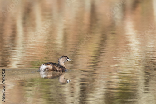 Pied-billed Grebe swimming with reflection at Foothill Regional Park photo