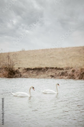 swans on the lake