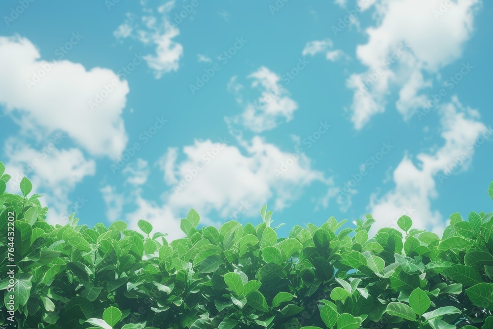 summer background summer background