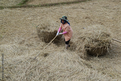Thai female farmer harvest and carry rice straw to livestock.