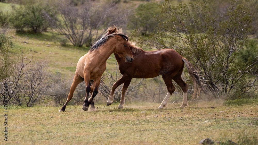 Fototapeta premium Fighting wild horse stallions in the Salt River desert area near Scottsdale Arizona United States