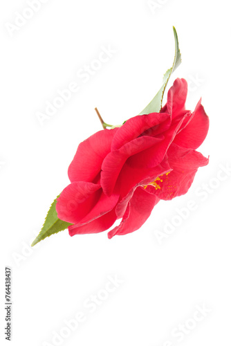 flowers of camellia japonica isolated on a white background