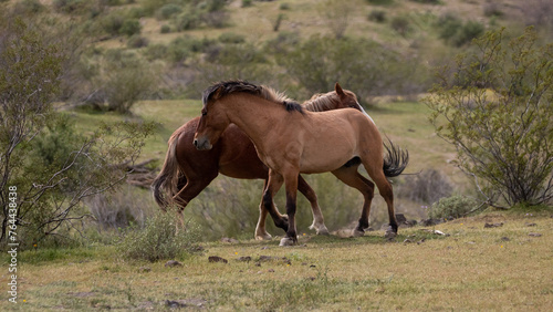 Buckskin and bay wild horse stallions fighting in the Salt River desert area near Scottsdale Arizona United States