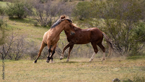 Fighting wild horse stallions in the Salt River desert area near Scottsdale Arizona United States © htrnr
