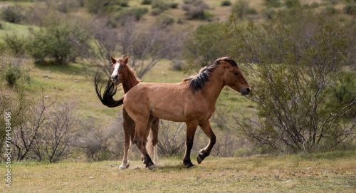 Wild horse stallions fighting in the Salt River desert near Scottsdale Arizona United States