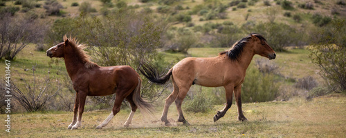 Bay and buckskin wild horse stallions fighting in the Salt River desert area near Scottsdale Arizona United States