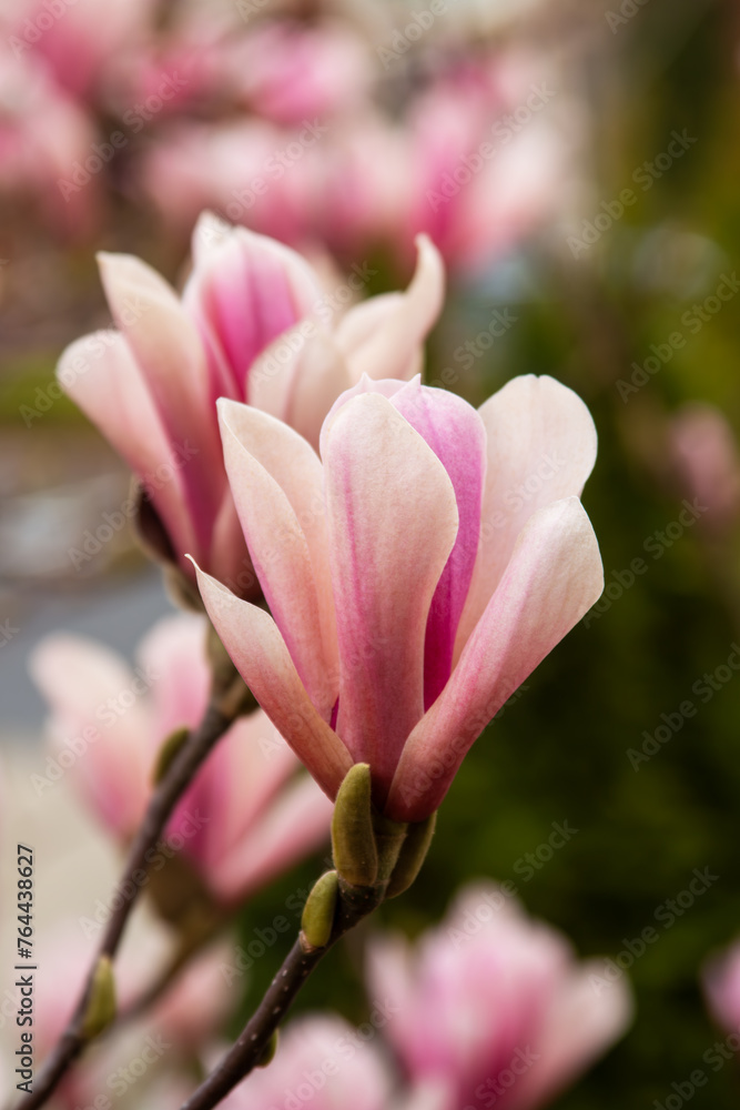 Magnolia blossoms in spring