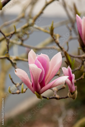 Magnolia blossoms in spring