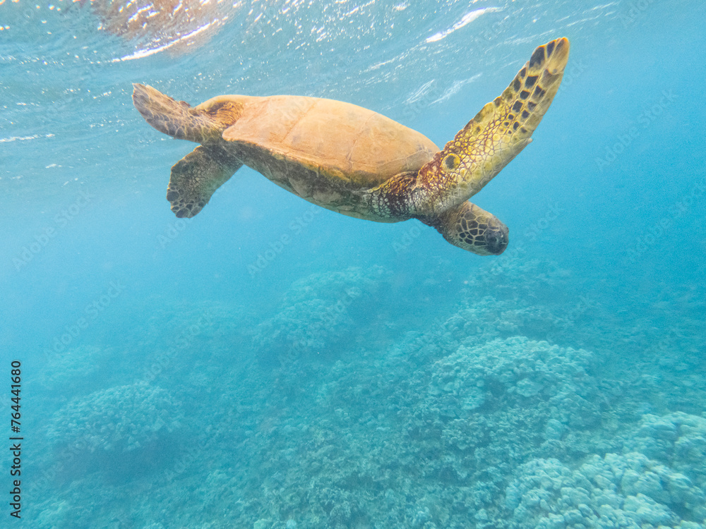 Obraz premium A close up photo of a Hawaiian Green Sea Turtle swimming over a coral reef.