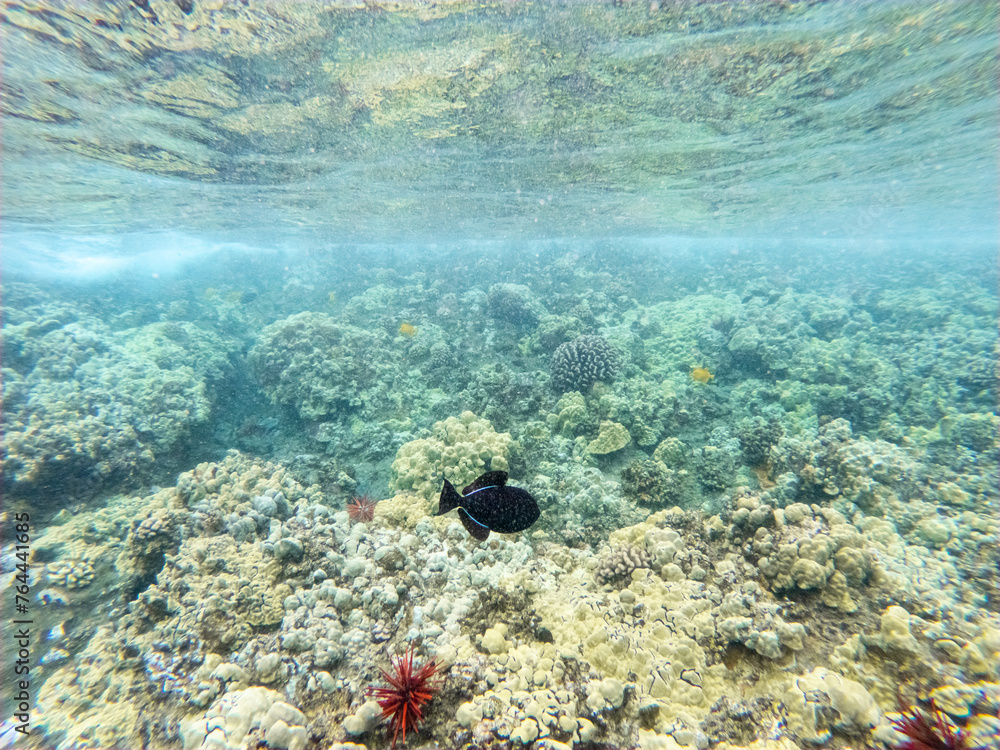 An underwater view of a shallow coral reef in crystal clear water. Molokini Crater Maui Hawaii. An underwater view of a shallow coral reef in crystal clear water. Molokini Crater Maui Hawaii.