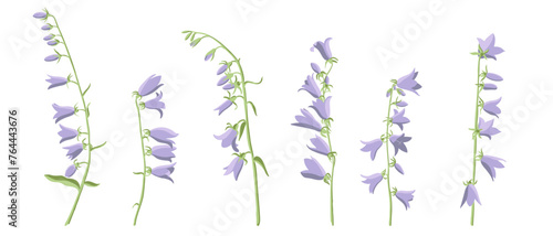 creeping bellflower, vector drawing flowers at white background, hand drawn botanical illustration
