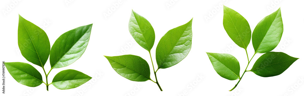 Small green leaves isolated on white Small green leaves isolated on white
