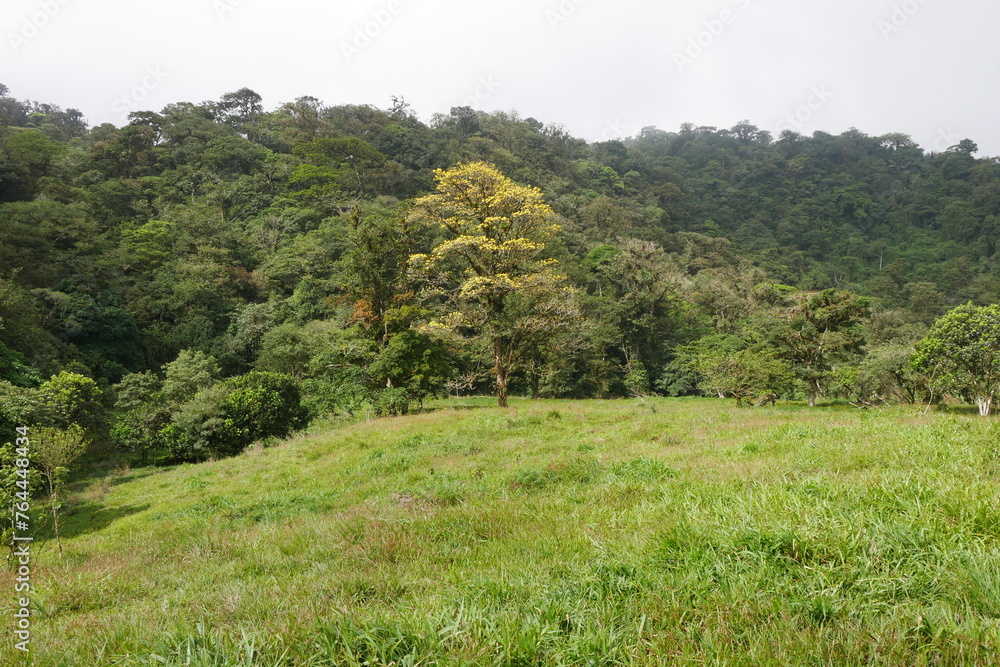 Weide und Regenwald in El Valle de Antón in Panama
