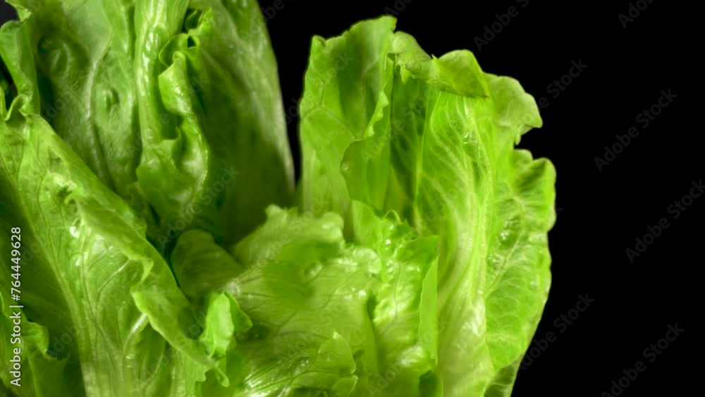 Fresh lettuce spins on a turntable Fresh lettuce spins on a turntable