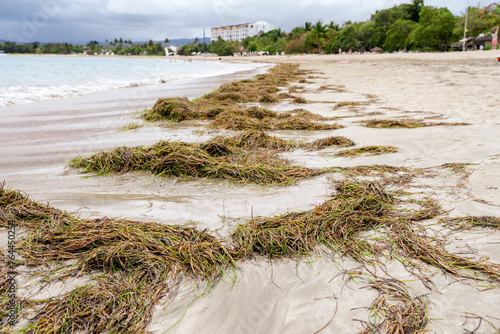 Fotografia Seaweed on the Sandy Shore, marine life ,wrack, drifed seaweed, tide line, ecosy