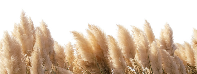 Sunlit Pampas Grass Plumes