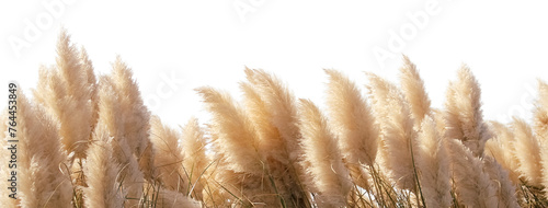 Photos Sunlit Pampas Grass Plumes
