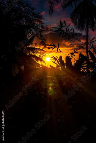 Tropical forest sunset silhouette with backlight