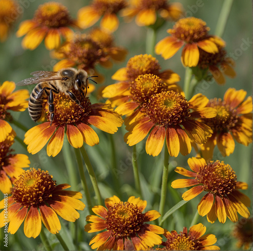   Bee s Haven  Apis Mellifera on Helenium Flowers 