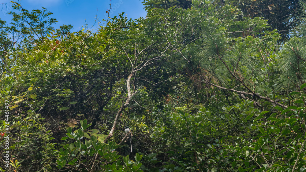 Fototapeta premium Thickets of tropical rain forest against the blue sky. A paradise bird crouched on a branch among the green foliage. Madagascar. Vakona Forest Reserve