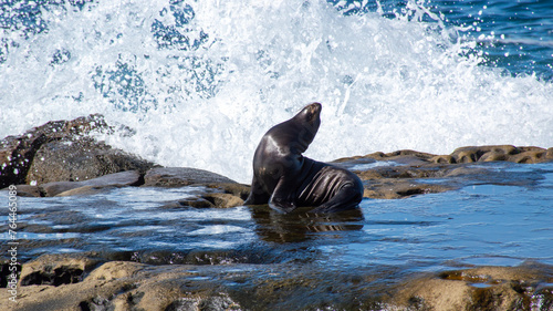 Photography Seal Amidst Crashing Waves