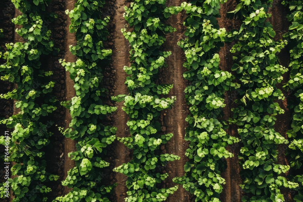 A drone photo of a lush vineyard. The neat rows of grapevines stretch as far as the eye can see. A drone photo of a lush vineyard. The neat rows of grapevines stretch as far as the eye can see.