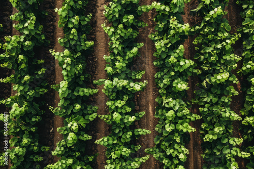 A drone photo of a lush vineyard. The neat rows of grapevines stretch as far as the eye can see.