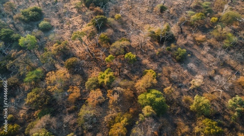 A birds eye view of a vast forest completely dried out and devoid of its usual vibrant colors as animals struggle to find shelter and sustenance.