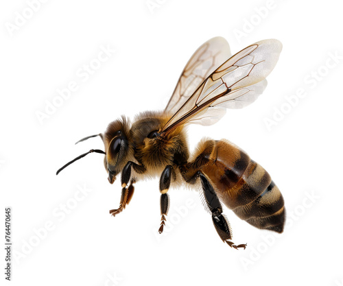 bee on white © I Love Png