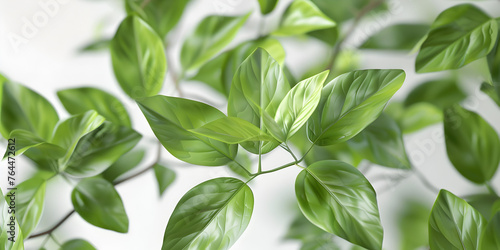 green leaves of a plant,Monstera leaves watercolor endless pattern 