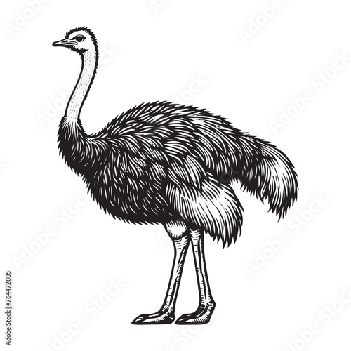 Line art of ostrich vector
