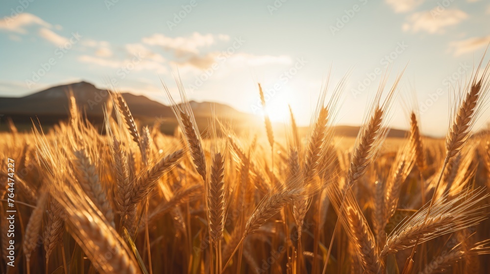 A wheat field border A wheat field border