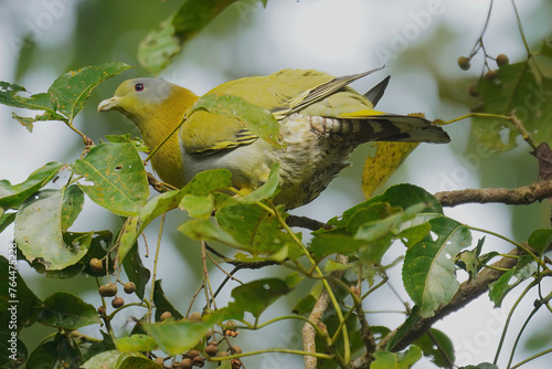 Yellow-footed green pigeon photo